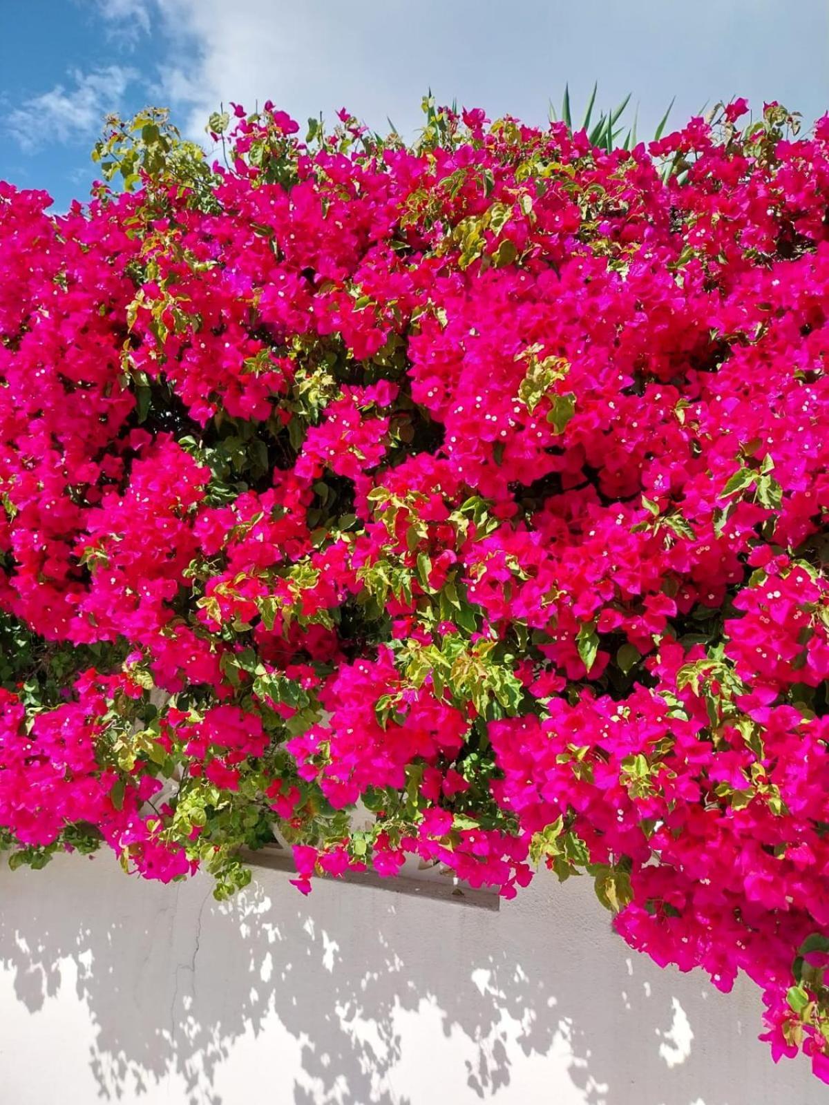 Villa El Salam Campo Mijas Fuengirola Dış mekan fotoğraf